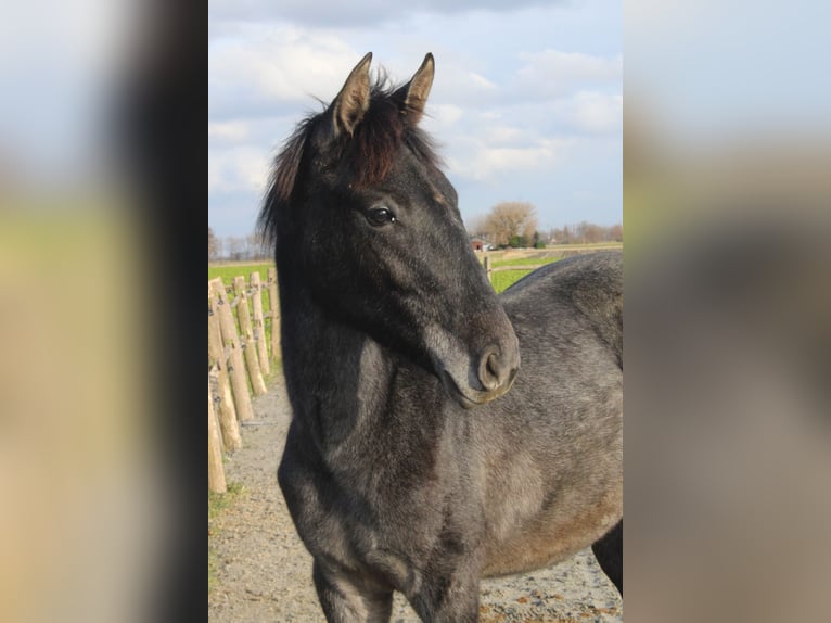 PRE Merrie 1 Jaar Schimmel in Alveringem