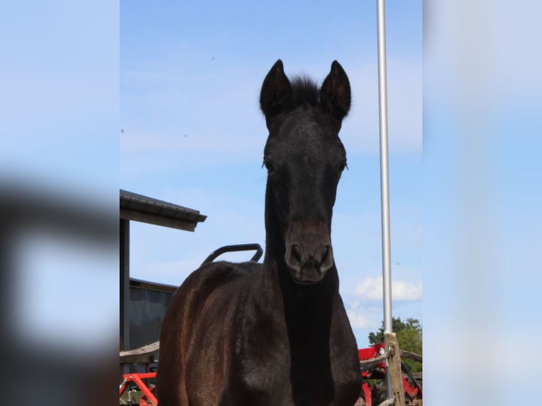 PRE Merrie 1 Jaar Schimmel in Alveringem