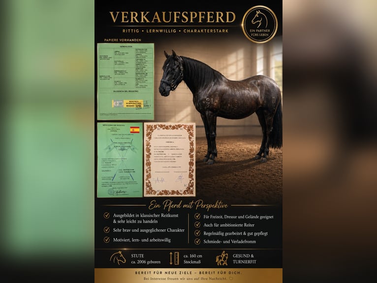 PRE Mix Merrie 20 Jaar 160 cm Zwart in Peißenberg