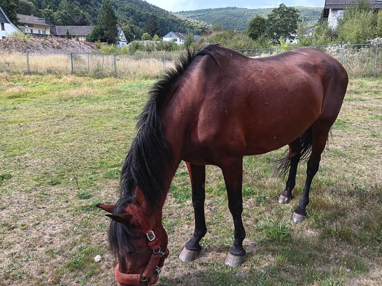 PRE Mix Merrie 20 Jaar 165 cm Bruin in Simmerath