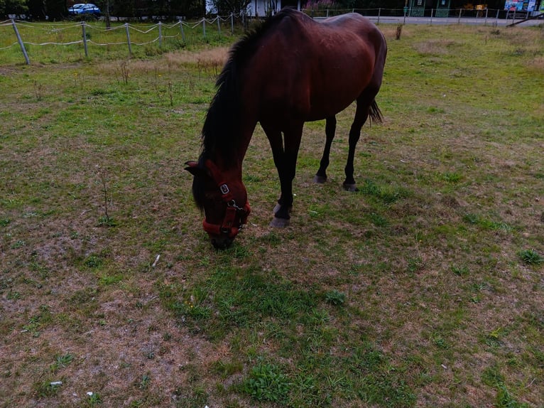 PRE Mix Merrie 20 Jaar 165 cm Bruin in Simmerath