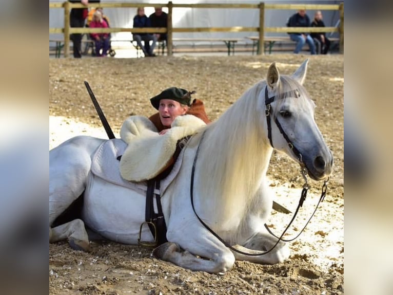 PRE Mix Merrie 22 Jaar 155 cm Wit in Fredensborg