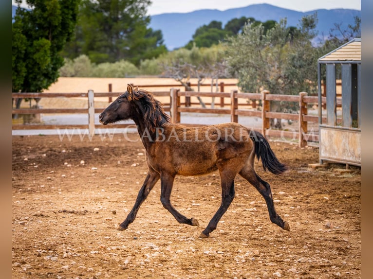 PRE Merrie 2 Jaar 130 cm Zwart in Valencia