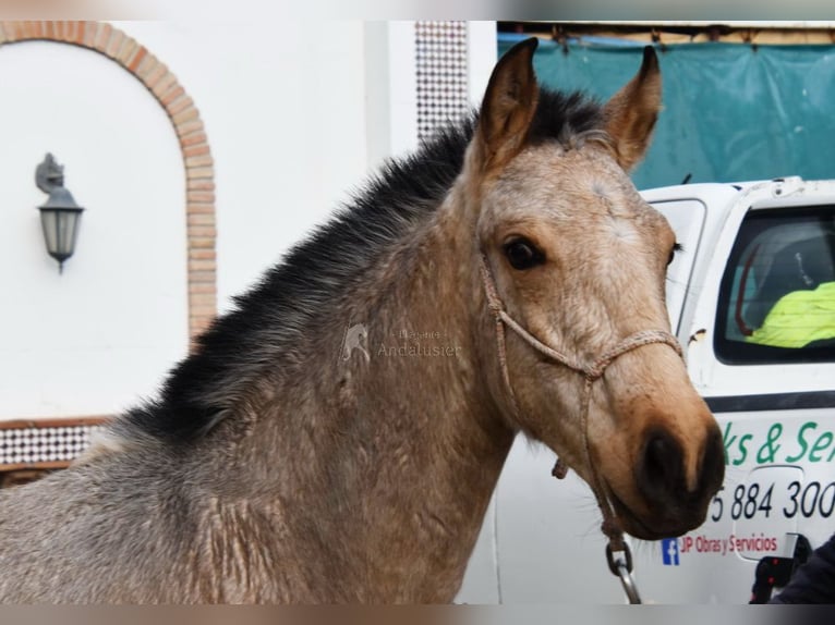 PRE Merrie 2 Jaar 135 cm Falbe in Provinz Cadiz