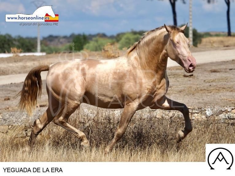 PRE Mix Merrie 2 Jaar 145 cm Falbe in Sevilla