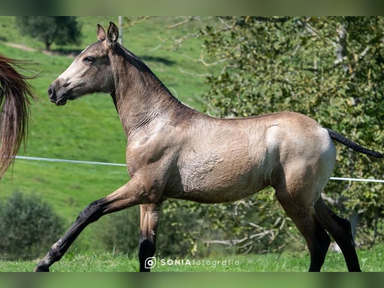 PRE Mix Merrie 2 Jaar 145 cm Falbe in Sevilla