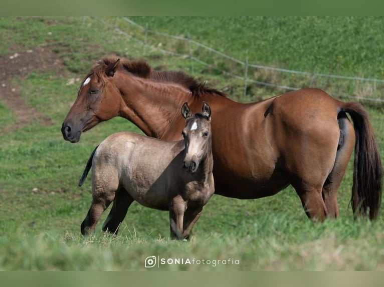 PRE Mix Merrie 2 Jaar 145 cm Falbe in Sevilla