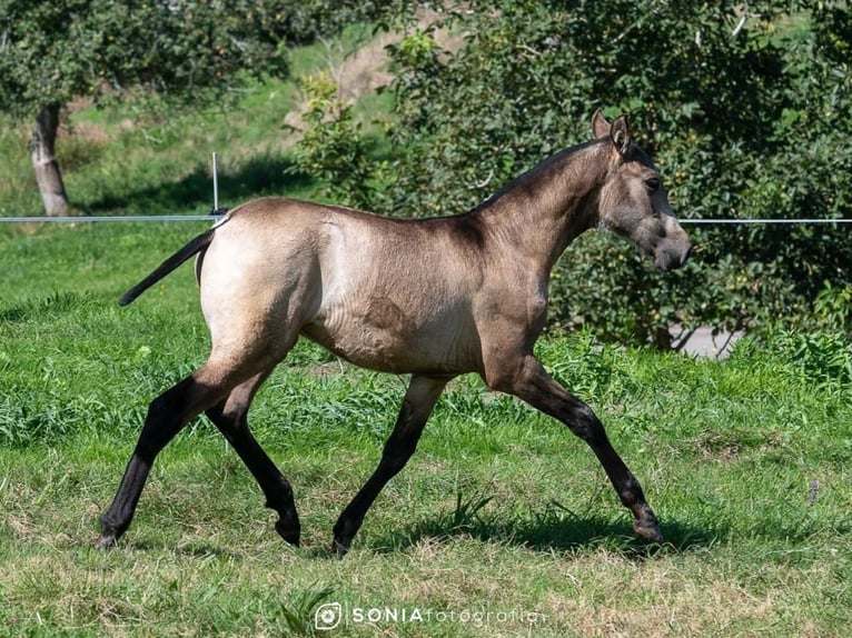 PRE Mix Merrie 2 Jaar 145 cm Falbe in Sevilla