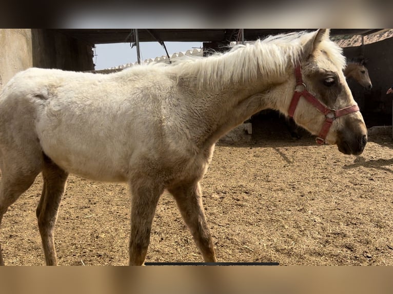 PRE Merrie 2 Jaar 147 cm in Baza