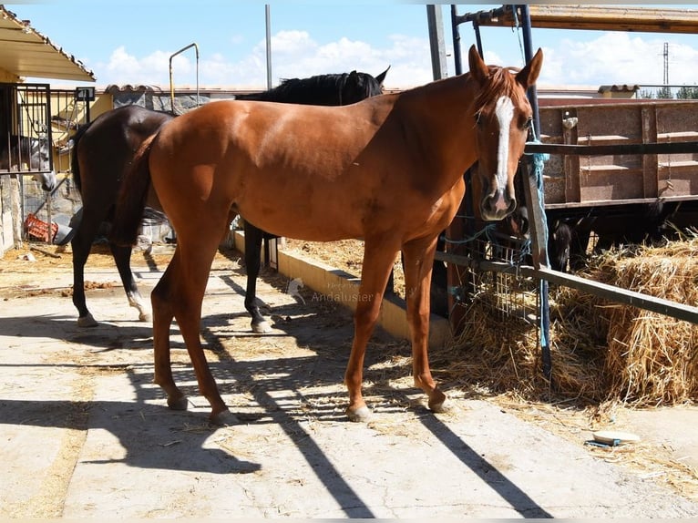 PRE Merrie 2 Jaar 149 cm Vos in Provinz Granada
