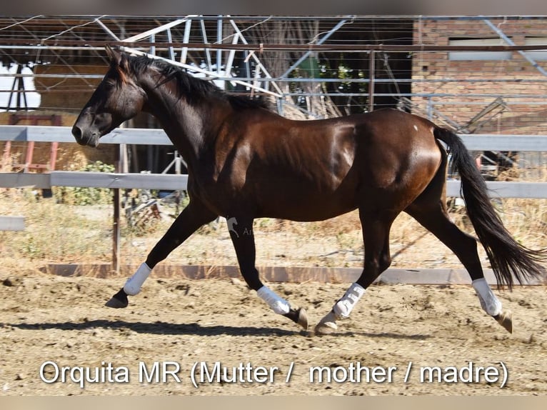 PRE Merrie 2 Jaar 149 cm Vos in Provinz Granada