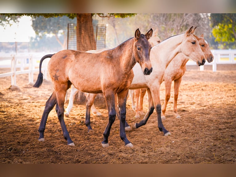 PRE Mix Merrie 2 Jaar 150 cm Bruin in Valencia