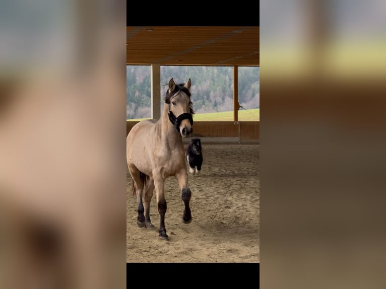 PRE Mix Merrie 2 Jaar 150 cm Buckskin in Kumberg