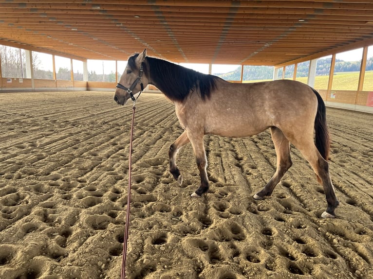 PRE Mix Merrie 2 Jaar 150 cm Buckskin in Kumberg