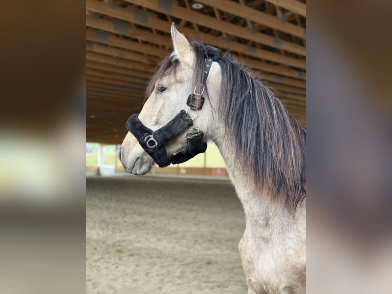 PRE Mix Merrie 2 Jaar 150 cm Buckskin in Kumberg