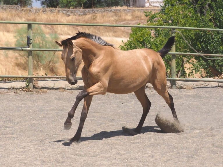 PRE Mix Merrie 2 Jaar 150 cm Falbe in Navas Del Madroño