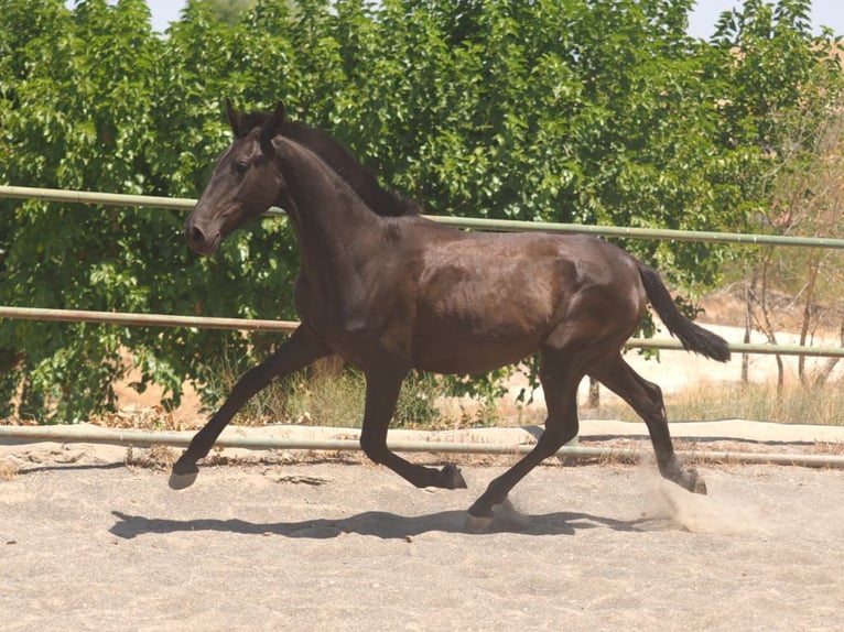 PRE Mix Merrie 2 Jaar 150 cm Zwart in Navas Del Madroño