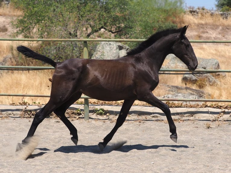 PRE Mix Merrie 2 Jaar 150 cm Zwart in Navas Del Madroño