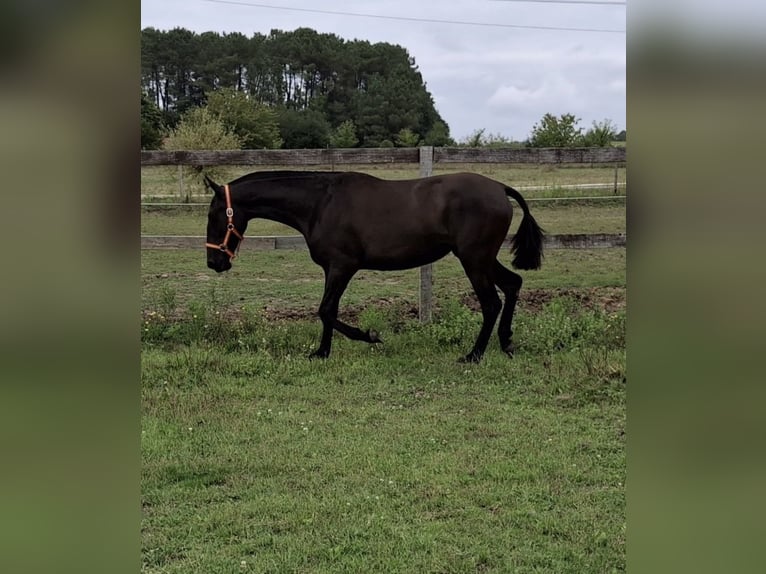 PRE Mix Merrie 2 Jaar 150 cm Zwart in Daleiden