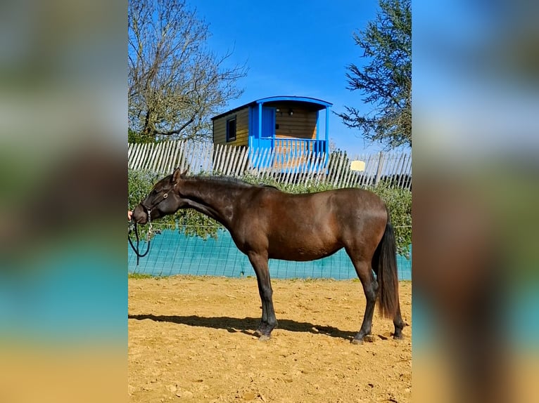 PRE Mix Merrie 2 Jaar 154 cm Zwart in DUFFORT