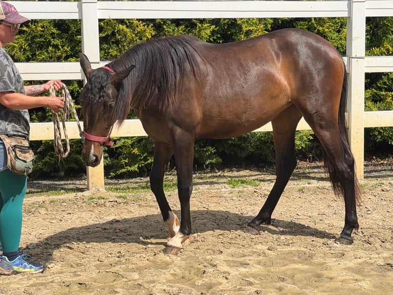PRE Mix Merrie 2 Jaar 155 cm Bruin in Menden