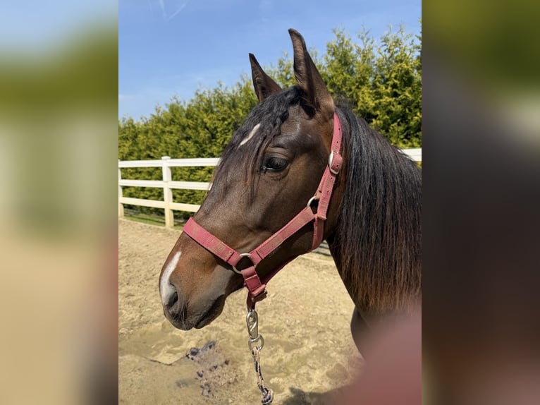 PRE Mix Merrie 2 Jaar 155 cm Bruin in Menden