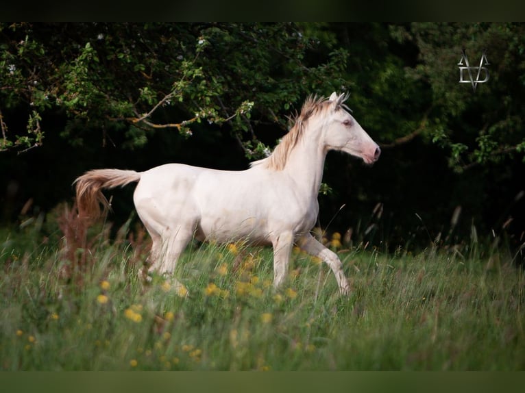 PRE Merrie 2 Jaar 155 cm Cremello in La Vespière-Friardel