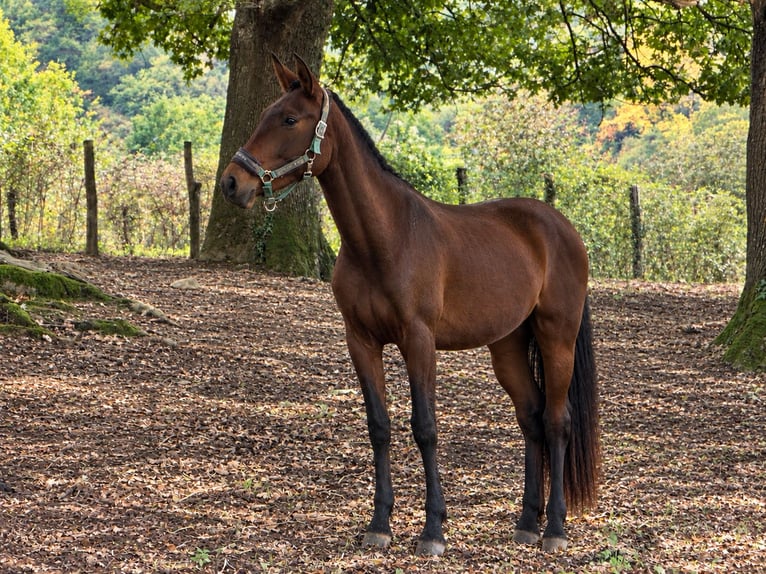 PRE Merrie 2 Jaar 155 cm Donkerbruin in Etxaide (Baztan)Elizondo