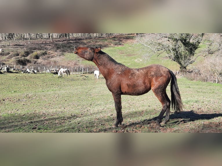 PRE Merrie 2 Jaar 155 cm Donkerbruin in Etxaide (Baztan)