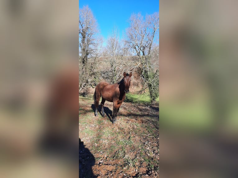 PRE Merrie 2 Jaar 155 cm Donkerbruin in Etxaide (Baztan)