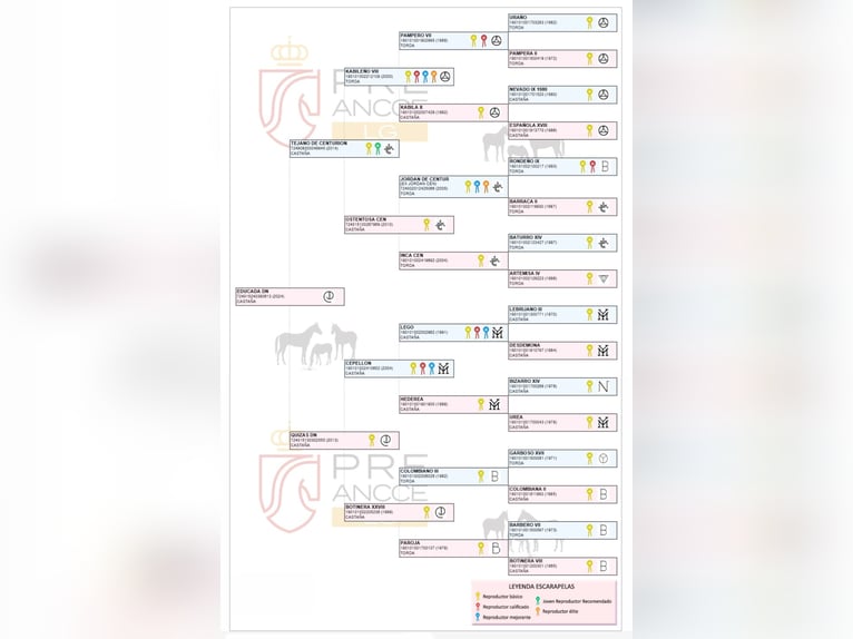 PRE Merrie 2 Jaar 155 cm Lichtbruin in Arjona