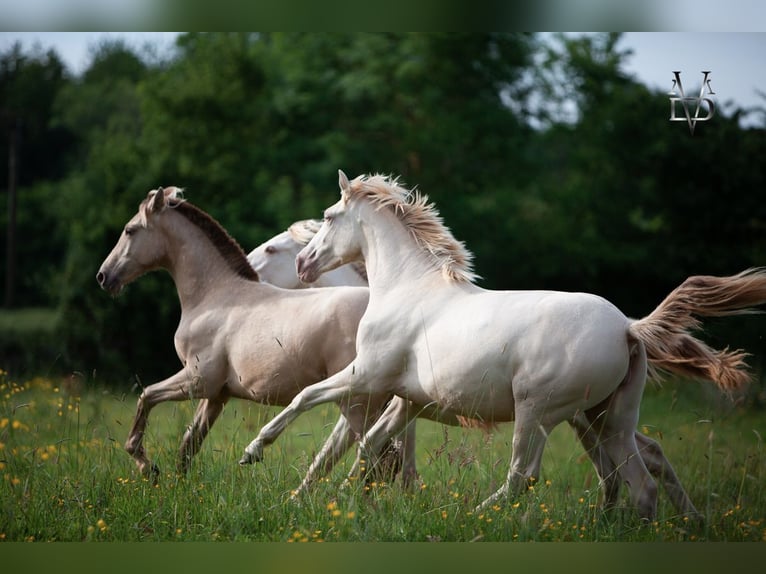PRE Merrie 2 Jaar 158 cm Cremello in La Vespière-Friardel