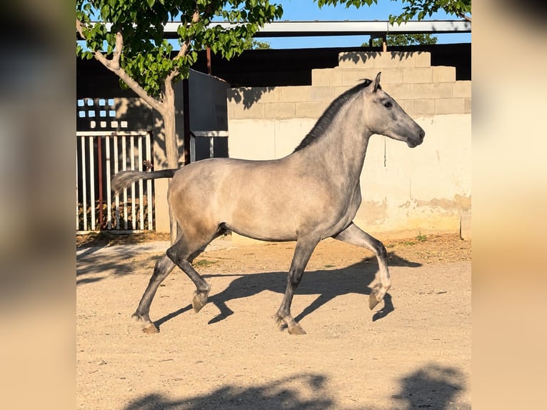 PRE Mix Merrie 2 Jaar 160 cm Appelschimmel in Cañada De San Pedro