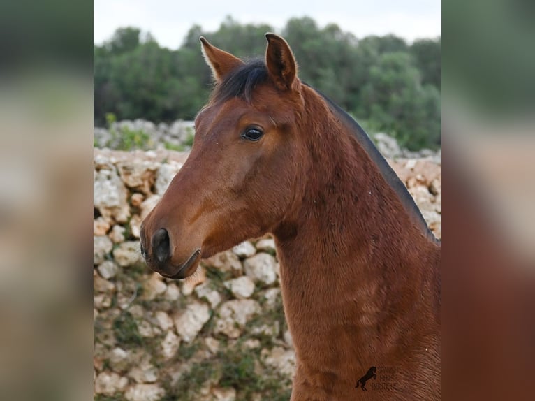PRE Merrie 2 Jaar 160 cm Bruin in Menorca