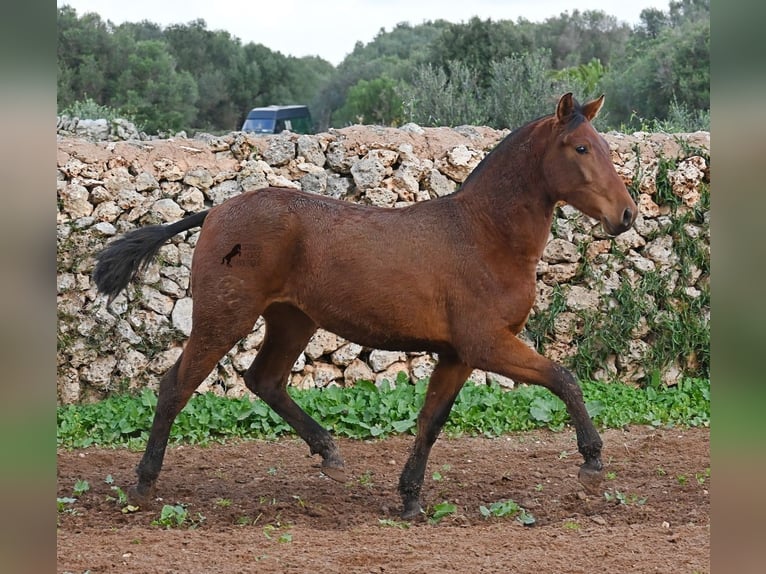 PRE Merrie 2 Jaar 160 cm Bruin in Menorca