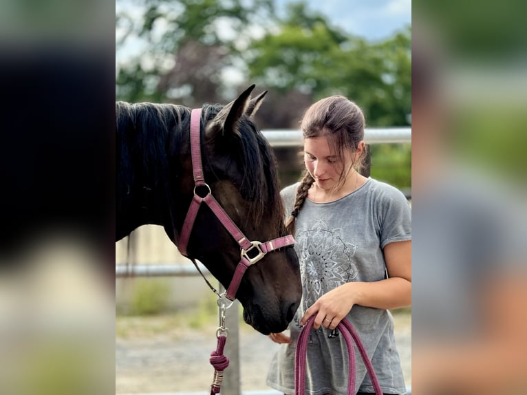 PRE Merrie 2 Jaar 160 cm Donkerbruin in Stahnsdorf