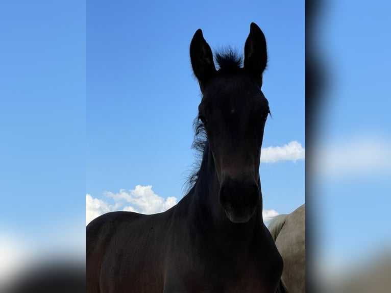 PRE Merrie 2 Jaar 160 cm Donkerbruin in Stahnsdorf