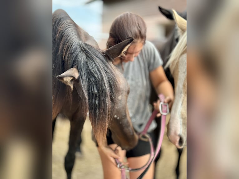 PRE Merrie 2 Jaar 160 cm Donkerbruin in Stahnsdorf