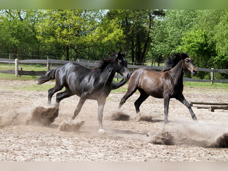 PRE Mix Merrie 2 Jaar 160 cm kan schimmel zijn in Harrislee