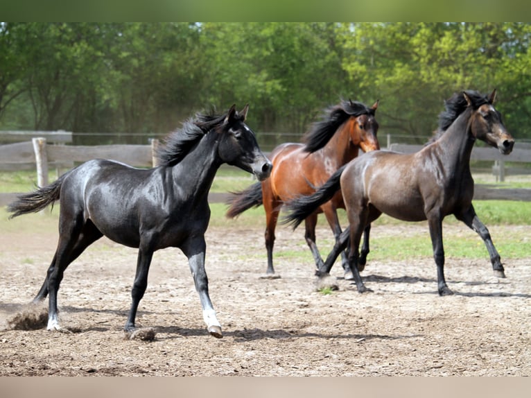 PRE Mix Merrie 2 Jaar 160 cm kan schimmel zijn in Harrislee