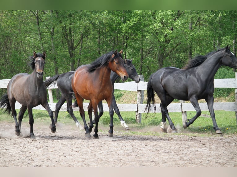 PRE Mix Merrie 2 Jaar 160 cm kan schimmel zijn in Harrislee