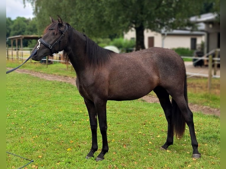 PRE Mix Merrie 2 Jaar 160 cm kan schimmel zijn in Munster