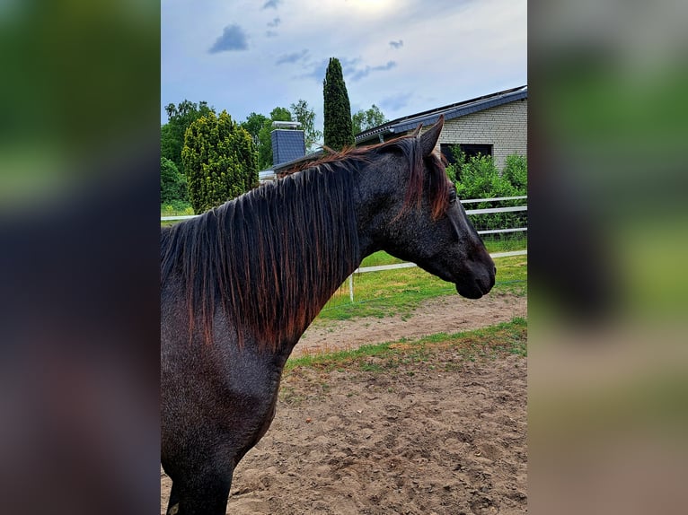 PRE Mix Merrie 2 Jaar 160 cm kan schimmel zijn in Munster