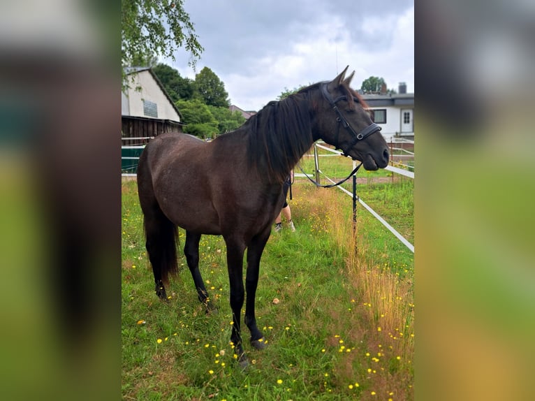 PRE Mix Merrie 2 Jaar 160 cm kan schimmel zijn in Munster