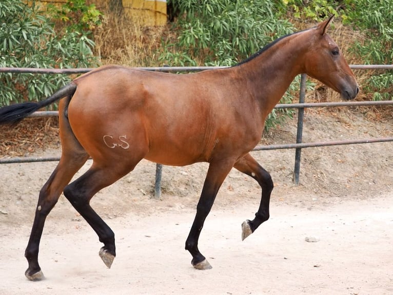 PRE Mix Merrie 2 Jaar 160 cm Roodbruin in NAVAS DEL MADRONO