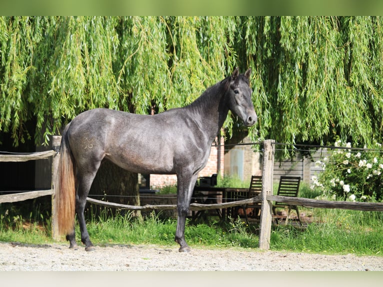 PRE Mix Merrie 2 Jaar 160 cm Schimmel in Alveringem