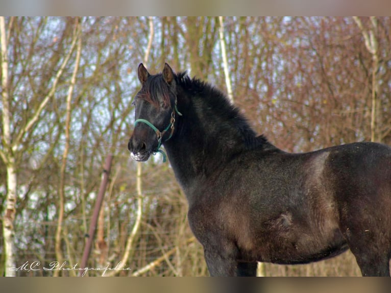 PRE Merrie 2 Jaar 160 cm Zwartschimmel in Brandis