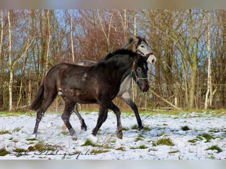 PRE Merrie 2 Jaar 160 cm Zwartschimmel in Brandis