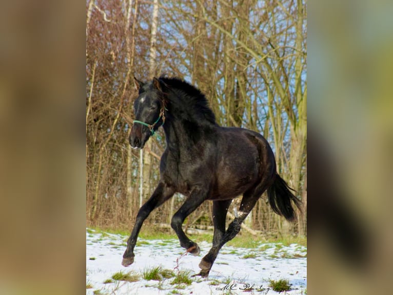 PRE Merrie 2 Jaar 160 cm Zwartschimmel in Brandis