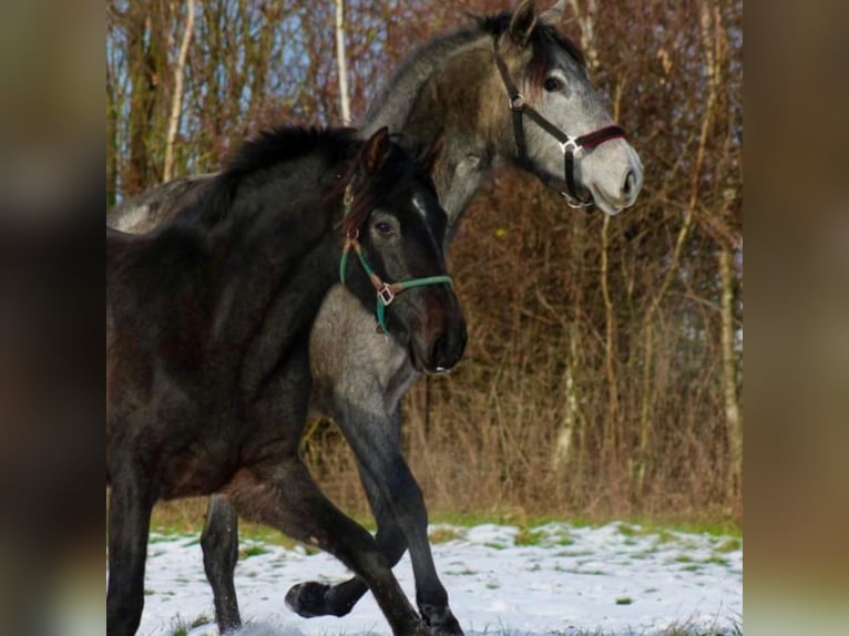 PRE Merrie 2 Jaar 160 cm Zwartschimmel in Brandis